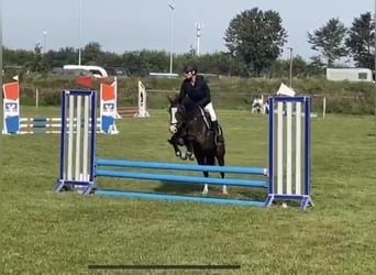 Poni alemán, Caballo castrado, 8 años, 144 cm, Castaño oscuro