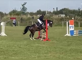 Poni alemán, Caballo castrado, 8 años, 144 cm, Castaño oscuro