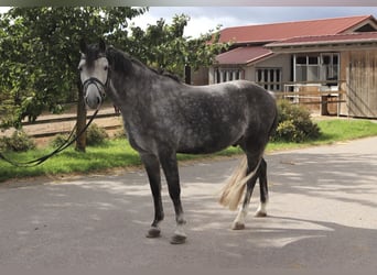 Poni alemán, Caballo castrado, 8 años, 145 cm, Tordillo negro