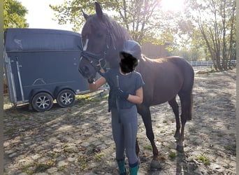 Poni alemán, Caballo castrado, 8 años, 146 cm, Alazán-tostado