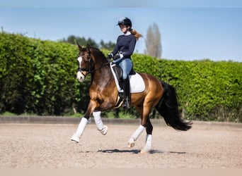 Poni alemán, Caballo castrado, 8 años, 146 cm, Bayo