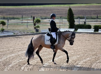 Poni alemán, Caballo castrado, 8 años, 146 cm, Buckskin/Bayo