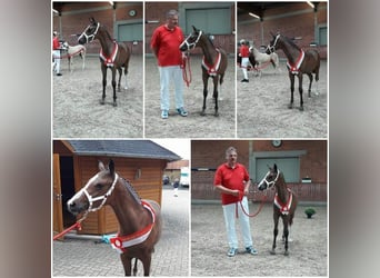 Poni alemán, Caballo castrado, 8 años, 146 cm, Castaño