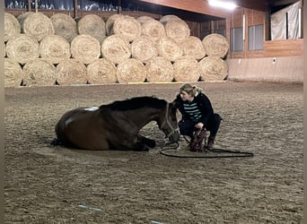 Poni alemán, Caballo castrado, 8 años, 146 cm, Castaño