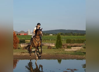 Poni alemán, Caballo castrado, 8 años, 146 cm, Castaño