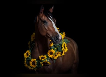 Poni alemán, Caballo castrado, 8 años, 146 cm, Castaño