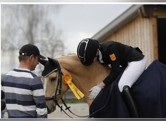 Poni alemán, Caballo castrado, 8 años, 146 cm, Palomino