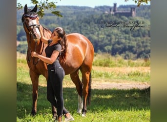 Poni alemán, Caballo castrado, 8 años, 147 cm, Alazán