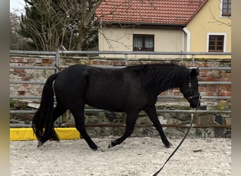 Poni alemán, Caballo castrado, 8 años, 147 cm, Negro