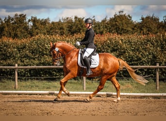 Poni alemán, Caballo castrado, 8 años, 148 cm, Alazán