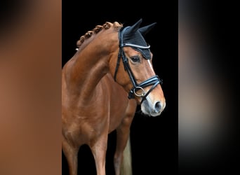 Poni alemán, Caballo castrado, 8 años, 148 cm, Alazán