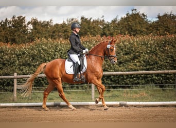 Poni alemán, Caballo castrado, 8 años, 148 cm, Alazán