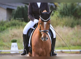 Poni alemán, Caballo castrado, 8 años, 148 cm, Alazán