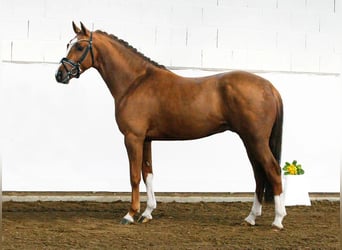 Poni alemán, Caballo castrado, 8 años, 148 cm, Alazán