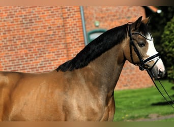 Poni alemán, Caballo castrado, 8 años, 148 cm, Bayo