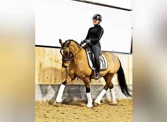 Poni alemán, Caballo castrado, 8 años, 148 cm, Bayo