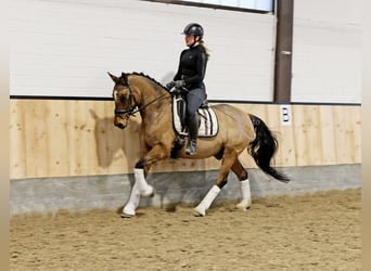 Poni alemán, Caballo castrado, 8 años, 148 cm, Bayo