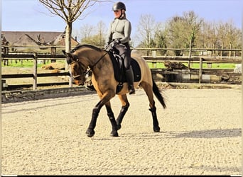 Poni alemán, Caballo castrado, 8 años, 148 cm, Bayo