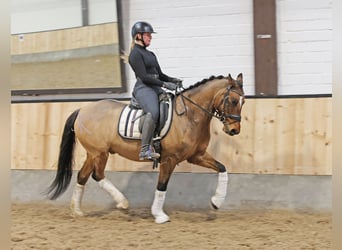 Poni alemán, Caballo castrado, 8 años, 148 cm, Bayo