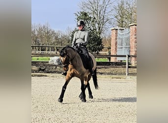 Poni alemán, Caballo castrado, 8 años, 148 cm, Bayo