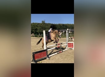 Poni alemán, Caballo castrado, 8 años, 148 cm, Bayo