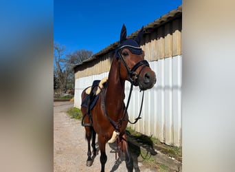 Poni alemán, Caballo castrado, 8 años, 148 cm, Castaño