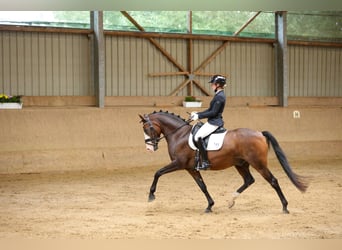 Poni alemán, Caballo castrado, 8 años, 148 cm, Castaño