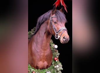 Poni alemán, Caballo castrado, 8 años, 148 cm, Castaño