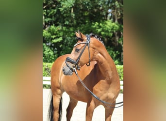 Poni alemán, Caballo castrado, 8 años, 148 cm, Castaño