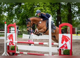 Poni alemán, Caballo castrado, 8 años, 148 cm, Castaño