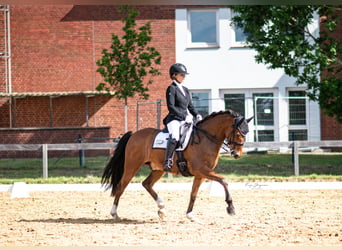 Poni alemán, Caballo castrado, 8 años, 148 cm, Castaño