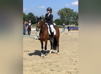 Poni alemán, Caballo castrado, 8 años, 148 cm, Castaño