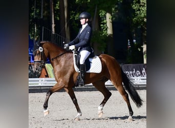 Poni alemán, Caballo castrado, 8 años, 148 cm, Castaño