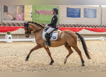 Poni alemán, Caballo castrado, 8 años, 148 cm, Castaño claro