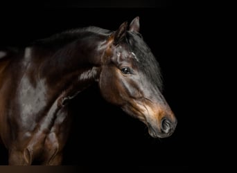 Poni alemán, Caballo castrado, 8 años, 148 cm, Castaño oscuro