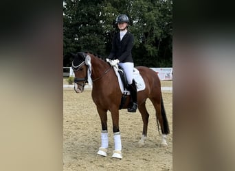 Poni alemán, Caballo castrado, 8 años, 150 cm, Castaño