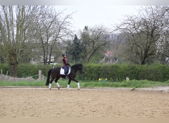 Poni alemán, Caballo castrado, 8 años, 150 cm, Negro