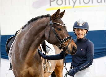 Poni alemán, Caballo castrado, 8 años, 152 cm, Castaño oscuro