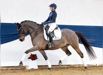 Poni alemán, Caballo castrado, 8 años, 152 cm, Castaño oscuro