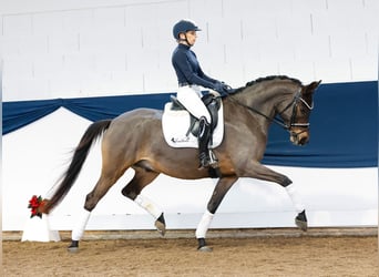 Poni alemán, Caballo castrado, 8 años, 152 cm, Castaño oscuro