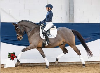 Poni alemán, Caballo castrado, 8 años, 152 cm, Castaño oscuro