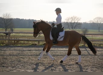 Poni alemán, Caballo castrado, 8 años, 153 cm, Castaño