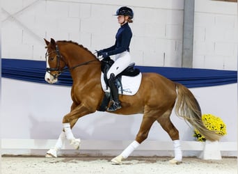 Poni alemán, Caballo castrado, 8 años, 154 cm, Alazán