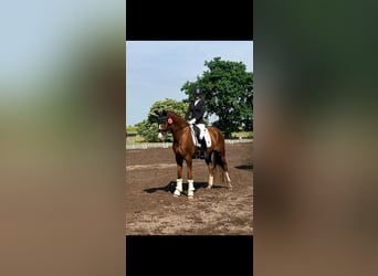 Poni alemán, Caballo castrado, 8 años, 156 cm, Alazán-tostado