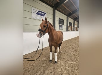 Poni alemán, Caballo castrado, 8 años, 156 cm, Alazán-tostado