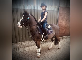 Poni alemán, Caballo castrado, 9 años, 120 cm, Morcillo