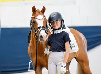 Poni alemán, Caballo castrado, 9 años, 127 cm, Alazán