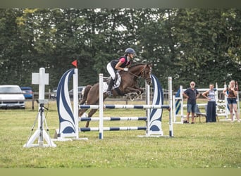 Poni alemán, Caballo castrado, 9 años, 136 cm, Alazán-tostado