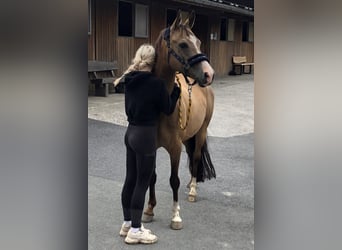 Poni alemán, Caballo castrado, 9 años, 139 cm, Bayo