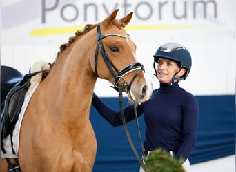 Poni alemán, Caballo castrado, 9 años, 143 cm, Alazán